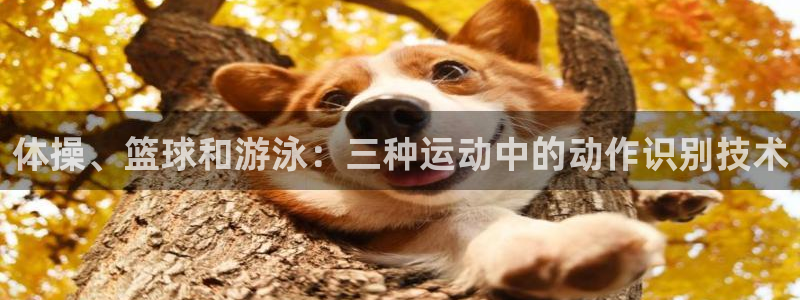速球体育正规不：体操、篮球和游泳：三种运动中的动作识别技术